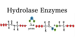 What are Hydrolase Enzymes  MCAT Biochemistry [upl. by Frulla]