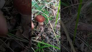 grzyby mushroom nature гриби grzyby гриби fungi boletus viral video shorts hobby [upl. by Margeaux919]