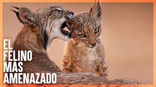 LINCE IBERICO  Mini Documental [upl. by Honan]