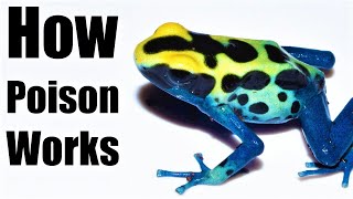 How a Poison Dart Frog Kills You [upl. by Ongun770]