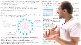 Micelles and Lipid Bilayer [upl. by Neddie480]