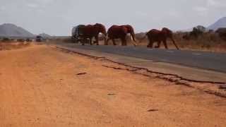 Tsavo Tuskers dealing with a modern Africa [upl. by Lakym]