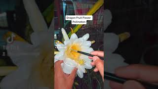 DRAGON FRUIT FLOWER MANUAL POLLINATION  Gs Garden amp More [upl. by Enecnarf]