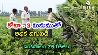 కోటా 3 రాజస్థాన్ మినుము రకం భలే పండింది  High Yield Black gram Variety Kota  3  Karshaka Mitra [upl. by Godric]