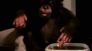 Baby chimpanzee trying to have breakfast [upl. by Pepita492]