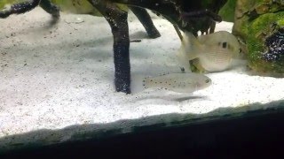 Knight goby searching for food in my 120 litre  32 gallon brackish tank [upl. by Htebazila]