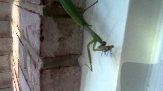 Praying mantis eating a stink bug [upl. by Yelnet]