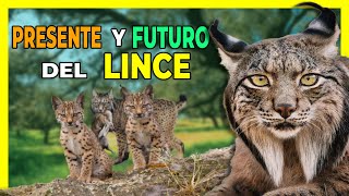 LINCE IBÉRICO🐈 De la Extinción a la Recuperación [upl. by Ramsa745]