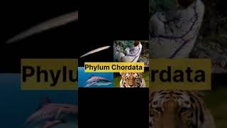 Classification of phylum chordata shortvideo viraltrendingshorts [upl. by Hoffman870]