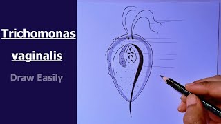 how to draw Trichomonas vaginalis  how to draw Trichomonas  how to draw Trichomonas diagram [upl. by Aronek]