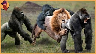 15 Gorillas And Chimps Battling Each Other And Other Animals [upl. by Champagne647]