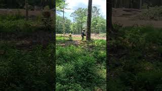 Felling Loblolly Pine Tree treework humbolt arborist chainsaw felling treeremoval slam tree [upl. by Tebzil358]