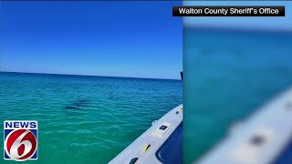 Woman loses arm 2 teens injured in separate shark attacks on popular Florida beach [upl. by Ecarret]