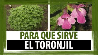 BENEFICIOS Y PROPIEDADES DEL TORONJIL  PARA QUE SIRVE EL TORONJIL [upl. by Anyzratak]