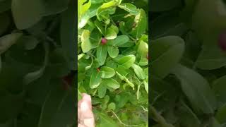 Jojoba plan  jojoba fruit jojoban johobaplantirrigationmethod nature beautifullnature [upl. by Asiilanna]