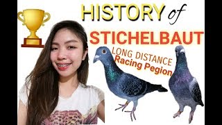 STICHELBAUT Long Distance racing PIGEON TAWID DAGATHISTORY OF STICHELBAUTS [upl. by Daren]