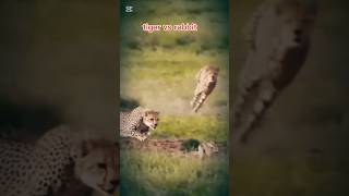 tiger rabbit jungle viralvideos viralshortstreding [upl. by Jan804]