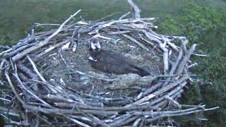 Glaslyn Ospreys Live Stream [upl. by Hoo]