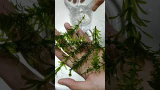 HOW DO YOU KEEP A HYDRILLA PLANT ALIVE [upl. by Cawley371]