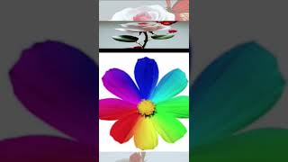 Meherban Tumi Meherban মেহেরবান তুমি মেহেরবান flowers shortvideo short [upl. by Chap232]