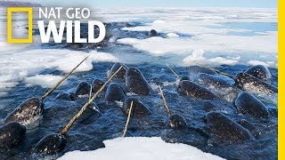 Narwhals The Unicorns of the Sea  Nat Geo WILD [upl. by Turne]