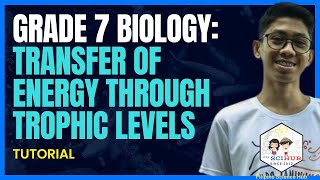 GRADE 7 BIOLOGY Transfer of energy through trophic levels [upl. by Weld]