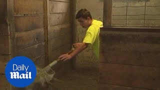 That stinks Judge order teen to shovel manure as punishment [upl. by Nlyak981]