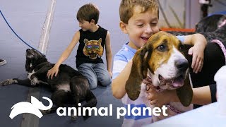 Encuentros de perros con niños  Pit bulls y convictos  Animal Planet [upl. by Nered]