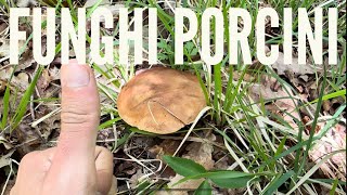 FUNGHI PORCINI 2024  Il primo fungo dell’anno Bosco perfetto ma ancora pochi porcini… [upl. by Lowrie]