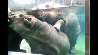 San Diego Zoo Hippos Mating [upl. by Styles]