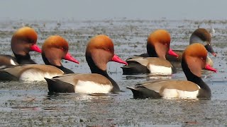 Beautiful Red Crested Pochard Ducks In The Lake [upl. by Thaddus529]