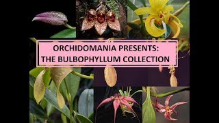 Orchidomania Presents The Bulbophyllum Collection [upl. by Massey]