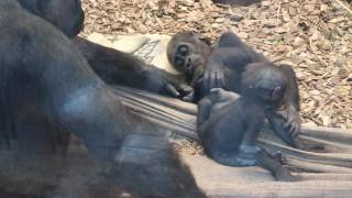 Baby Gorillas Play  ZSL  London Zoo [upl. by Acinelav634]