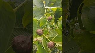 Dioscorea Bulbifera airpotato yamfamily nature greenery [upl. by Ehudd]