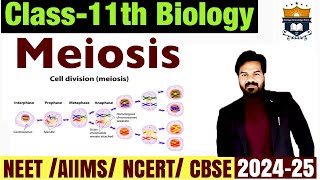 Meiosis  Phases of cell cycle  Cell cycle and cell division class 11  Biology NEET [upl. by Hurff]