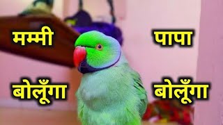 Parrot Talking Mummy Mummy  Bolne Wala Tota  Talking Parrot 🦜 Mitthu Mitthu [upl. by Kerwin475]