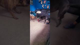 my dogs playing tug of war [upl. by Aihsram]