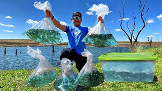 Stocking 2500 WILD Baitfish in Backyard Pond SOLD OUT the Bait Shop [upl. by Ichabod]