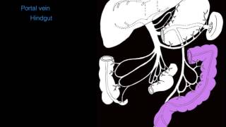 Hepatic portal system [upl. by Enrichetta]