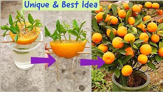 Simple amp Best Method To Grow Orange Tree  Growing Oranges At Home [upl. by Aisena]