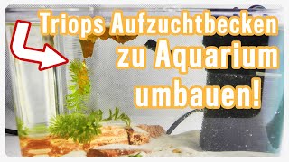 Triops longicaudatus in den ersten Lebenswochen versorgen  Triops umsetzen  Triops Spektrum [upl. by Mccutcheon]