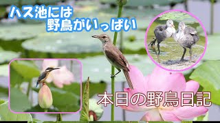 本日の野鳥日記 ハス池には野鳥がいっぱい① [upl. by Ioved]