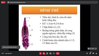 Clonorchis sinensis và Opisthorchis viverrinii  Sán lá gan nhỏ  ký sinh trùng  Y2 [upl. by Thora]