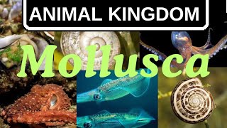 MOLLUSCA ANIMAL KINGDOM [upl. by Ahsilyt471]