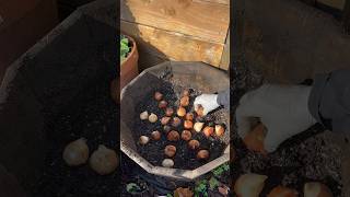 Growing Tulips in a container planting gardening tulips daffodil flowers [upl. by Osman496]