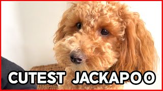 Funny Daily life of a cute dog in LondonThe Cutest JackapooPoodle [upl. by Mallissa]