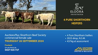 Eloora  4 Pure Shorthorn heifers  AuctionsPlus  Thursday 26th September [upl. by Haym]