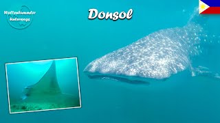 Donsol ∙ Tauchen mit den Walhaien und Mantarochen ∙ Philippinen ∙ Weltreise Vlog 91 [upl. by Penrose946]