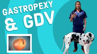 Gastric DilatationVolvulus GDV amp Gastropexy [upl. by Percy]