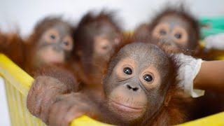 Baby Orangutan Bedtime at the BOS Nyaru Menteng Baby House [upl. by Brunhild]